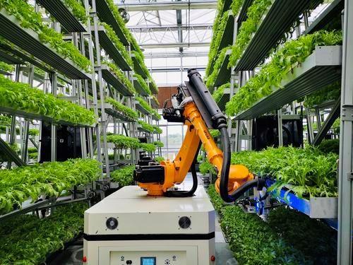 "叶菜工厂"内可移动机器人正在收割叶菜.重庆市农业科学院供图