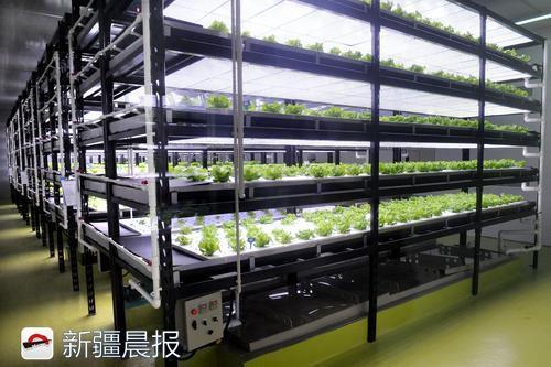 村三队乌市紫川高新生态农业开发智能led植物工厂的内部结构