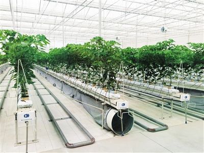陵水现代农业示范基地 智慧植物工厂的"生长秘籍"