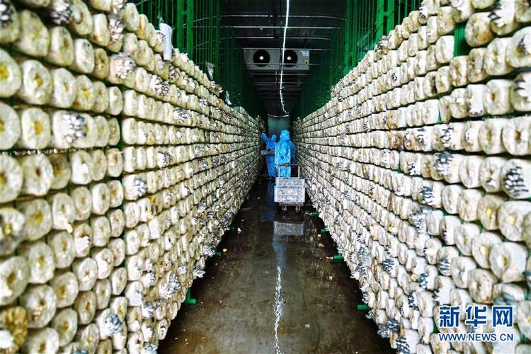11月1日,工人在河北省威县国家农业科技园区一家企业的食用菌培育工厂