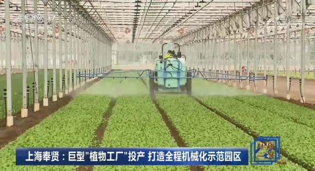 在上海奉贤海湾镇一座巨型的植物工厂,现代农业示范园区已经正式