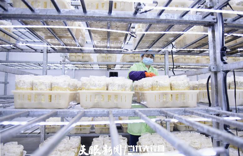 4月19日,工人在安龙县春潭街道贵州大秦农业科技食用菌工厂里