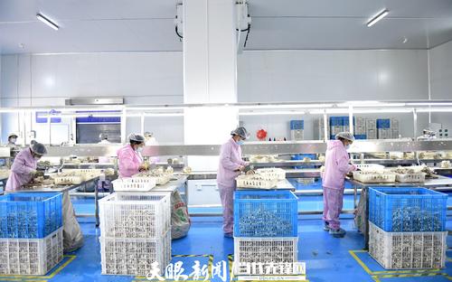 4月19日,工人在安龙县春潭街道贵州大秦农业科技食用菌工厂里